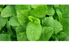 Limon Melisa Çayı Faydaları Nelerdir?