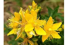 Sarı Kantaronlu Melisa Çayı Özellikleri ve Faydaları Nelerdir?